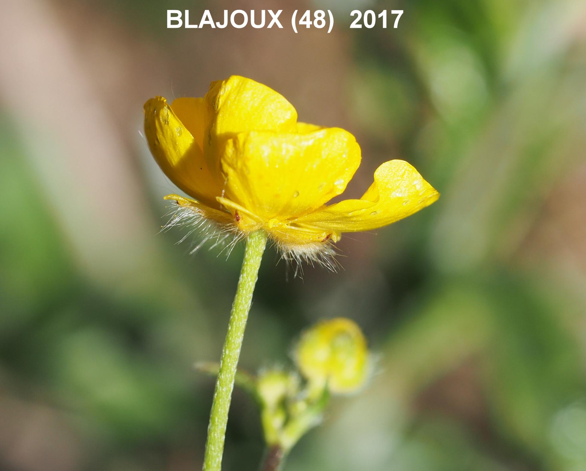 Buttercup, Meadow